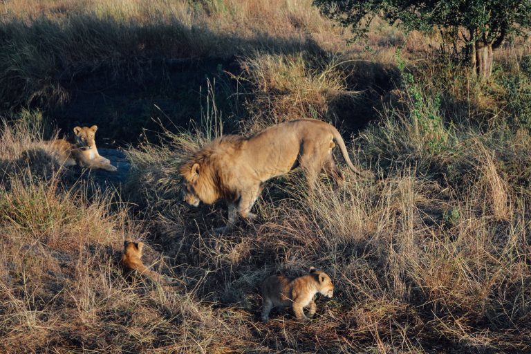 Tanzania Wildlife Safari for 8 Days