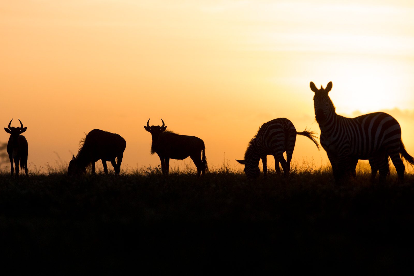 Serengeti Under the Skies Safari 5 Days: