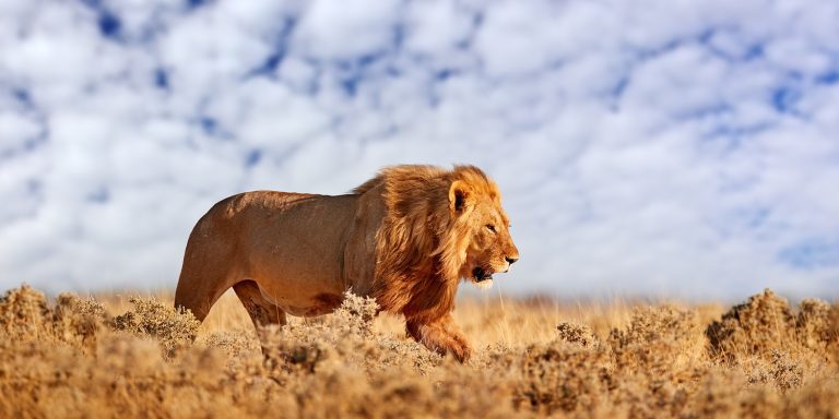 9 Days of Magical Tanzania Safari