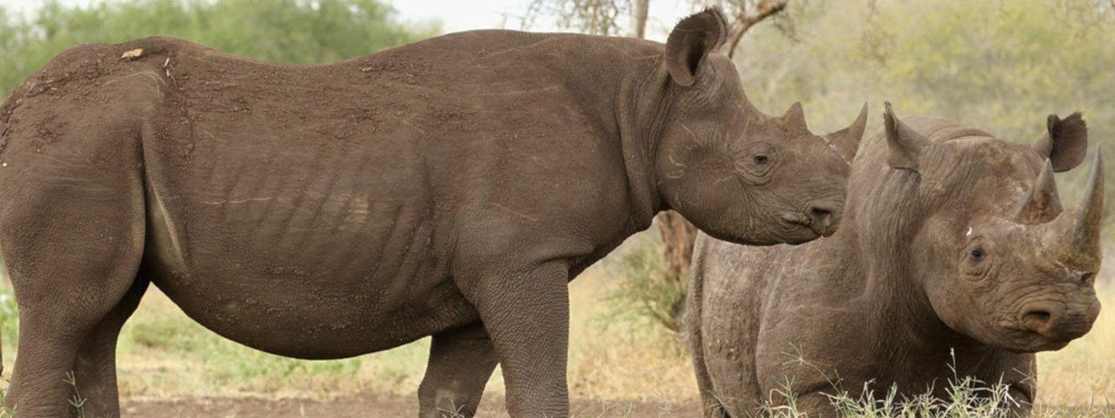 Mkomazi National Park showcases vast savannahs and rugged terrain, harboring diverse wildlife, also endangered species like the African wild dog and black rhino