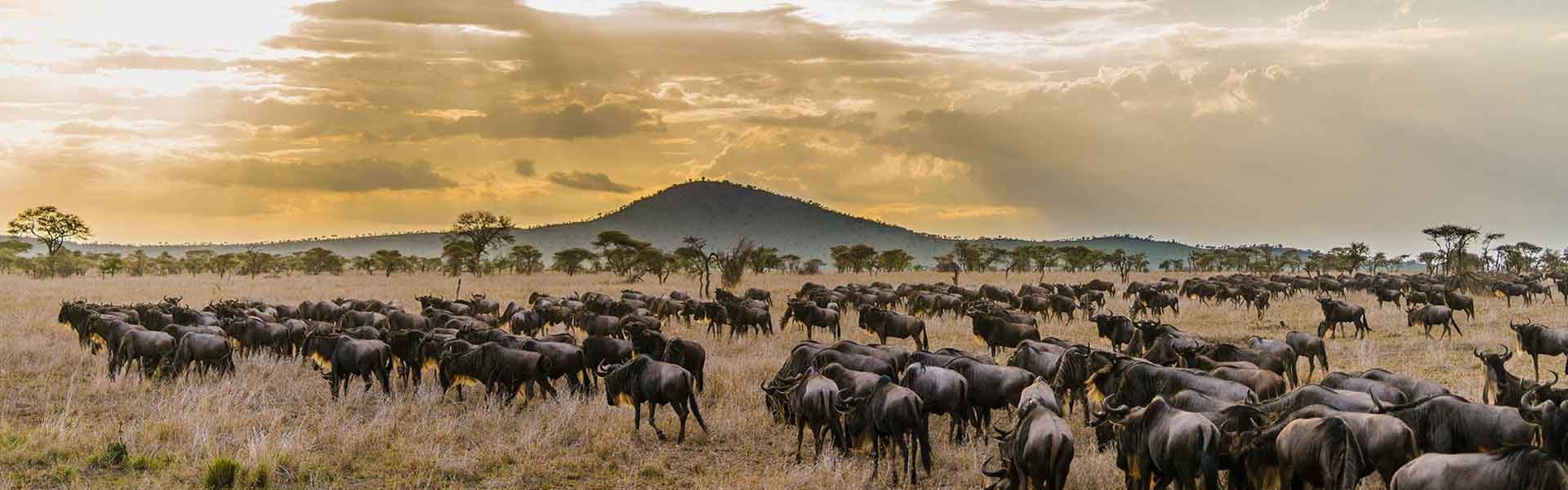 Serengeti National Park: Wildlife wonders, sweeping plains, and the legendary Great Migration await in this iconic African treasure.