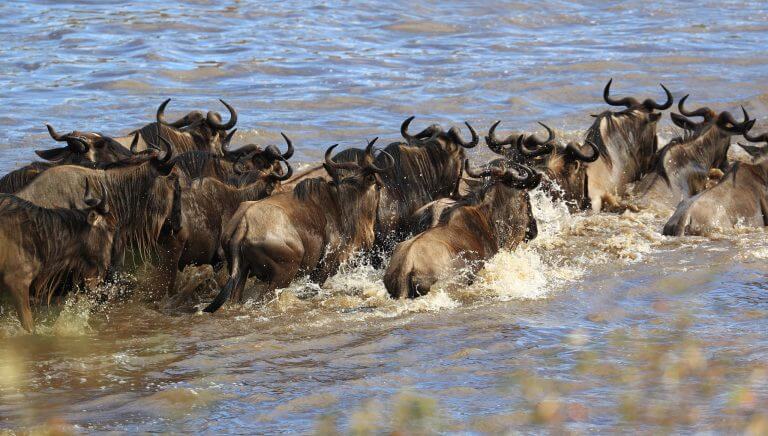 10 Days Tanzania Migration Safari and Zanzibar