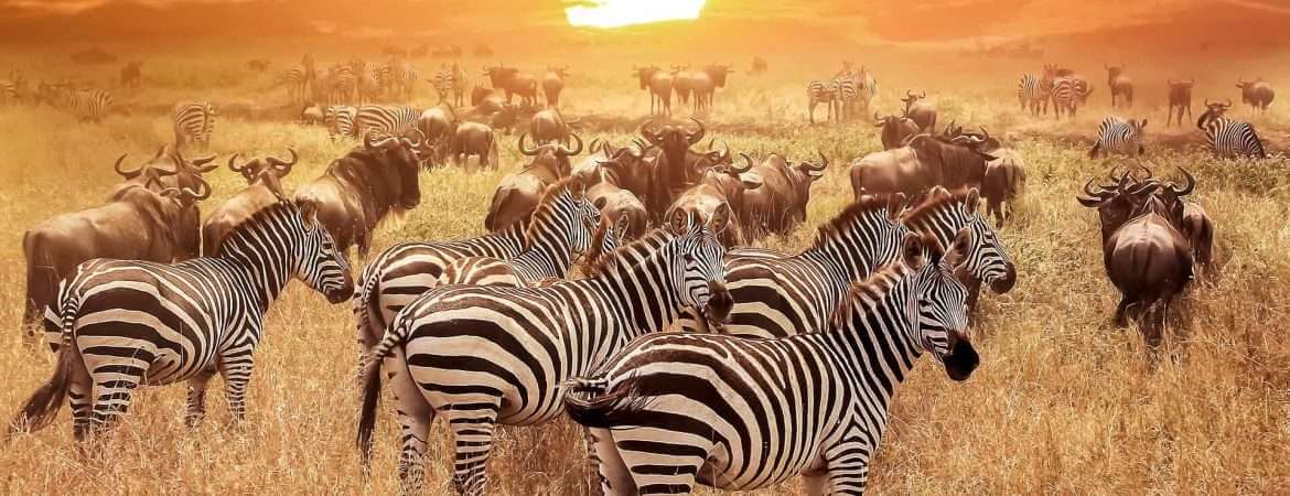 3 DAYS TANZANIA BUDGET SAFARI