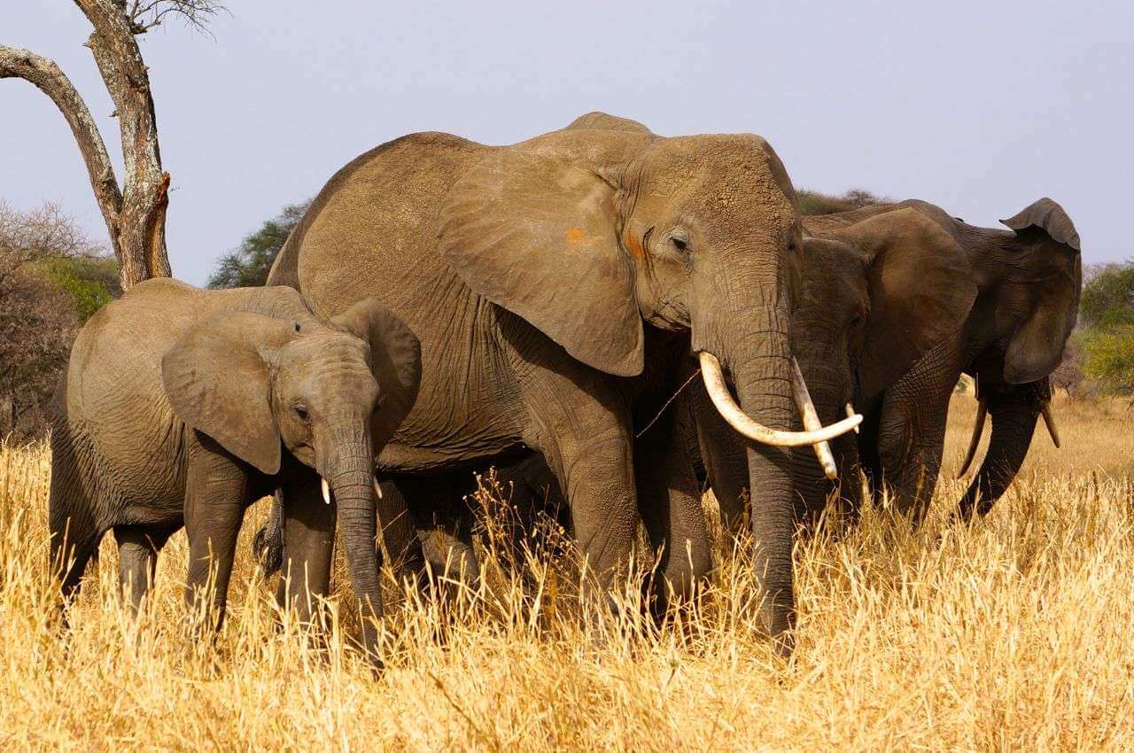 7 DAYS TANZANIA EXCLUSSIVE SAFARI