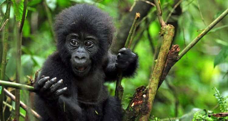 Rwanda Safari