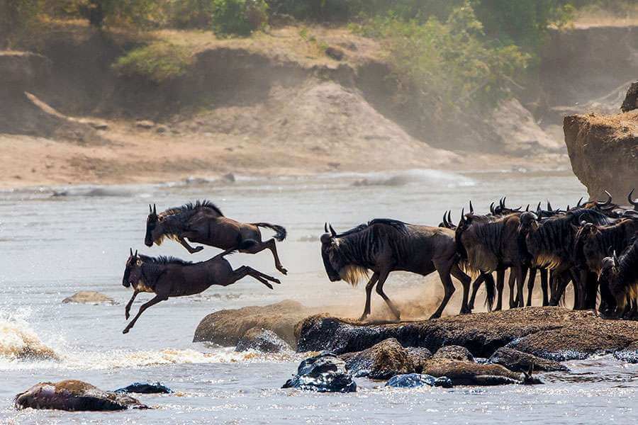Great Wildebeest Migration Safari