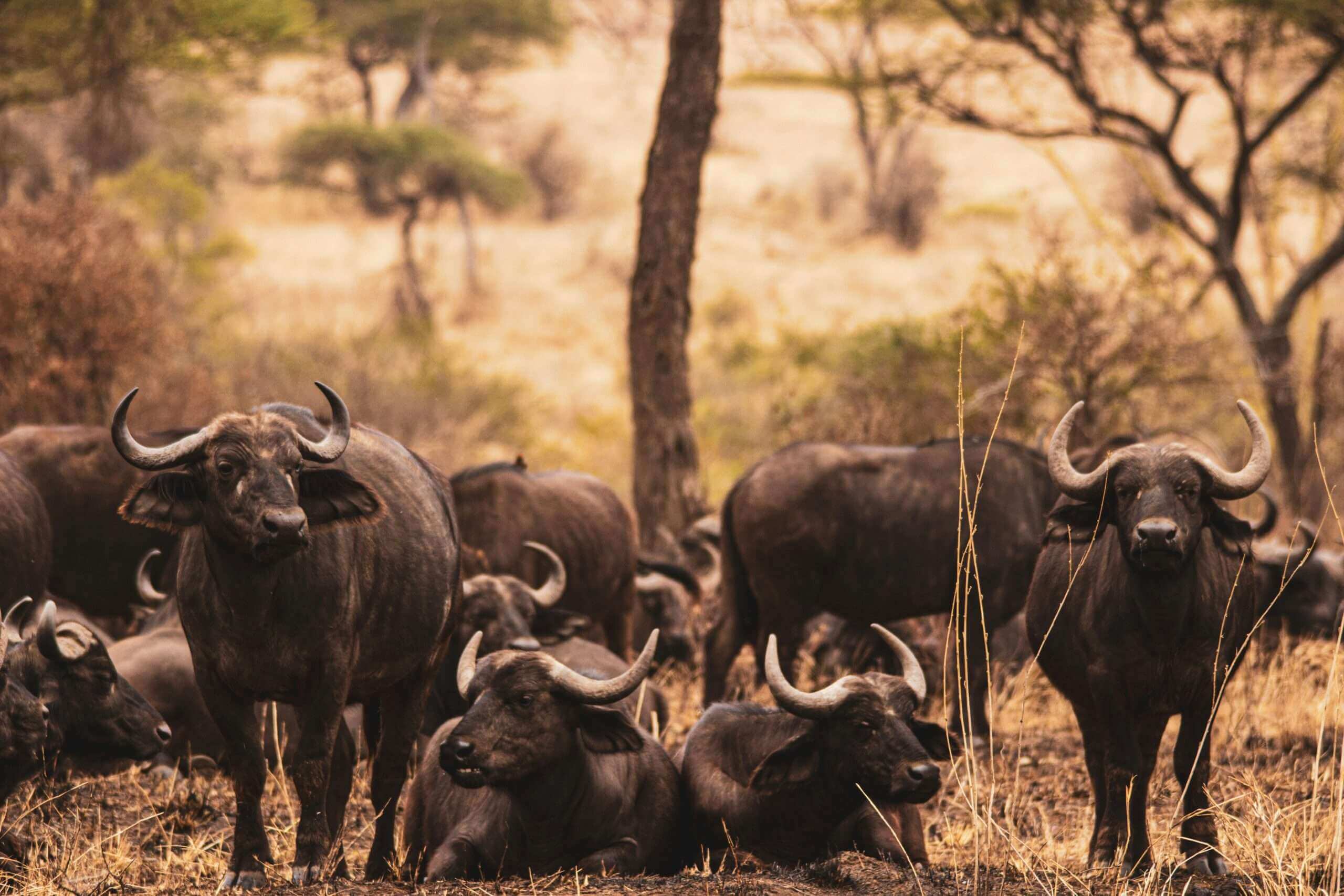 Tanzania Safari Experiences