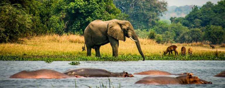 7 Days Kibale, Queen Elizabeth & Gorilla Trekking in Uganda