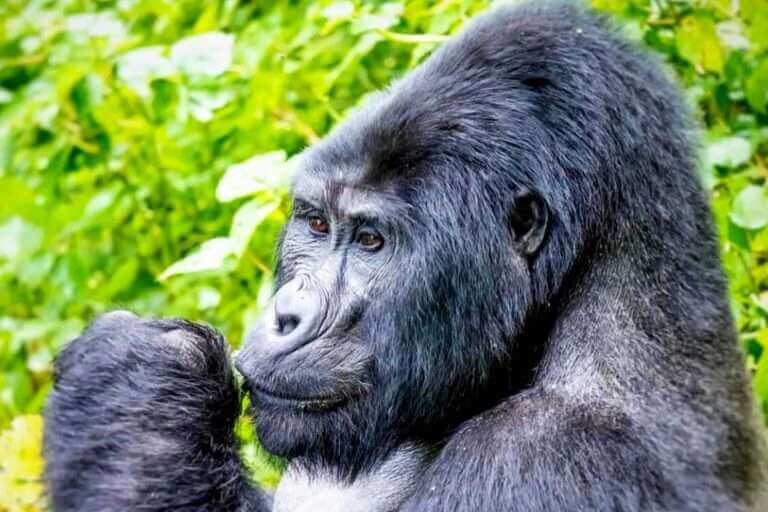 6 Days Gorillas & Chimpanzee Trekking in Rwanda