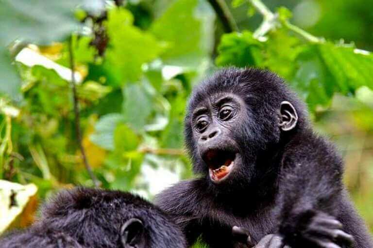 5 Days Chimpanzee & Gorilla Trekking Safari in Uganda