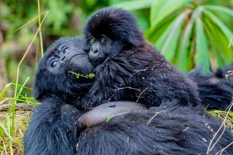 6 Days Rwanda-Uganda, Double Gorilla Trekking Safari